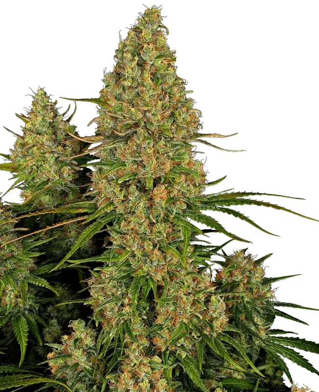 sensi-seeds-sticky-orange-xxl-auto