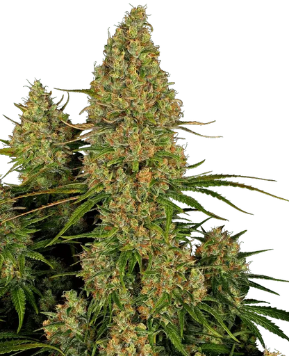 sensi-seeds-sticky-orange-xxl-auto