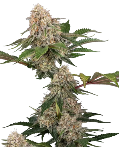 Sticky Berry Mints XXL Cannabispflanze mit mehreren dichten, frostigen Blüten am Haupttrieb