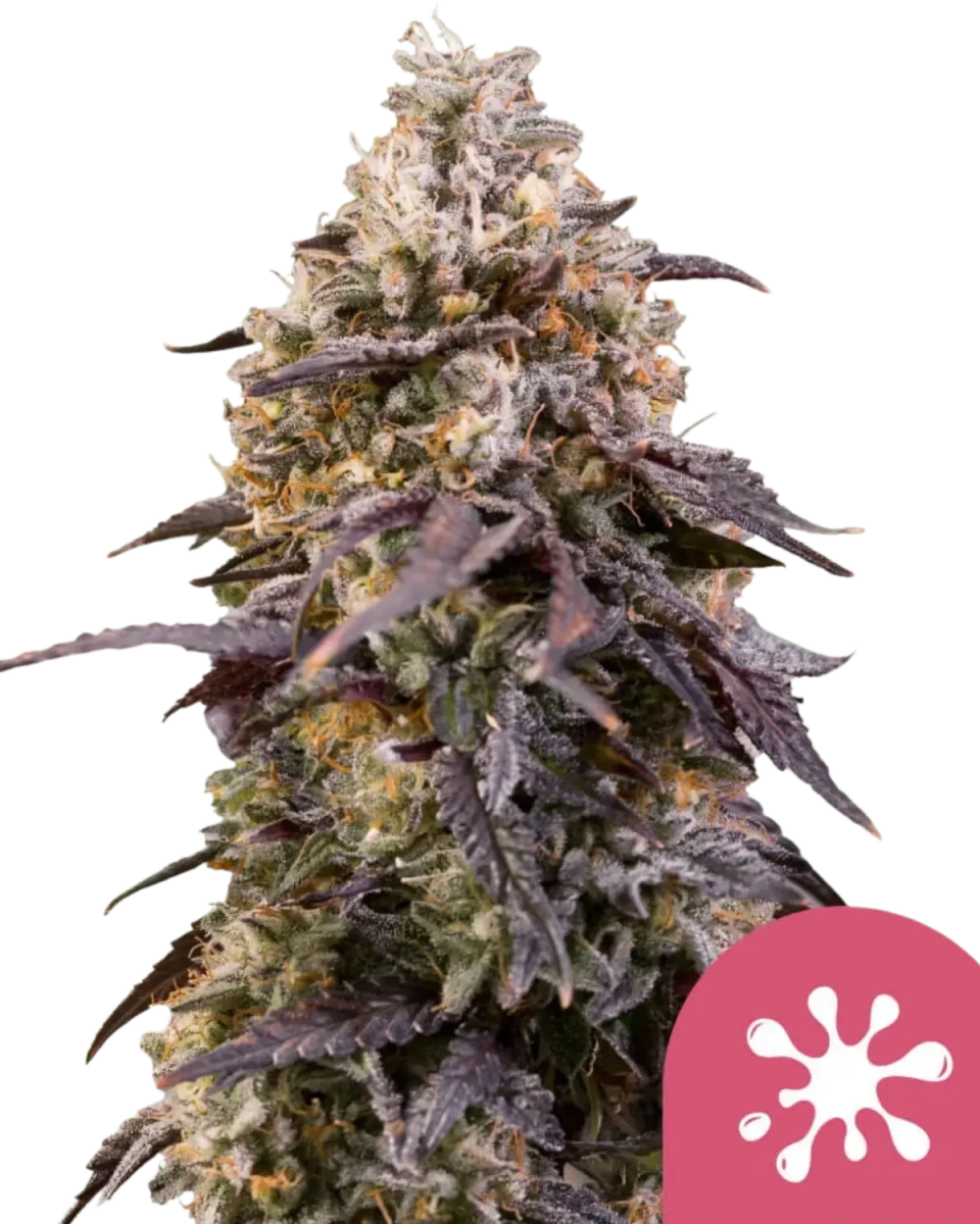 Sticky Queen feminisiert