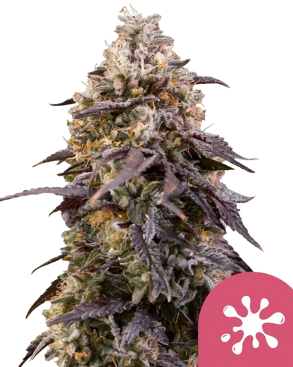 Sticky Queen feminisiert