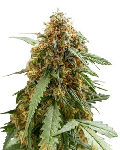Sticky Queen Automatic Cannabis Samen
