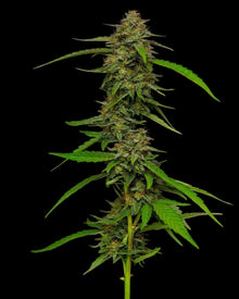 Strawberry Cheesecake Cannabispflanze in voller Blüte, erntereif