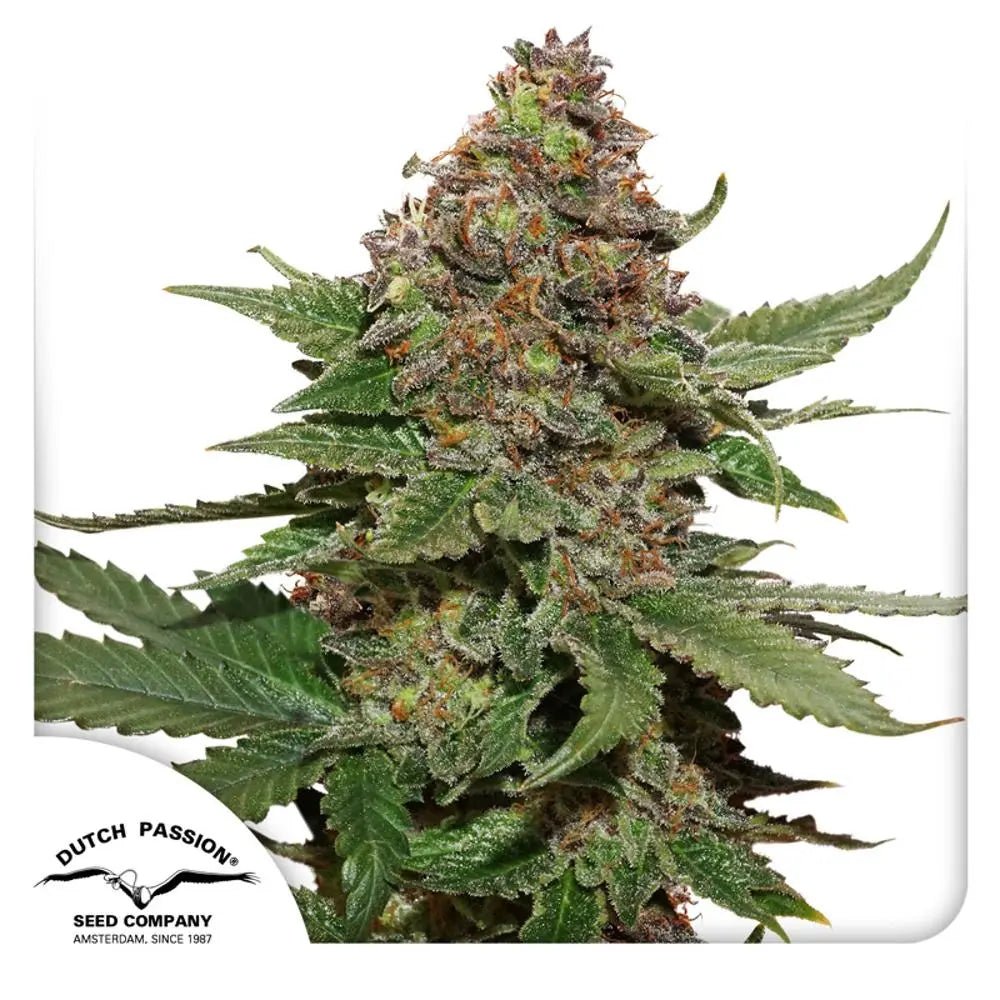 Strawberry Cough von Dutch Passion