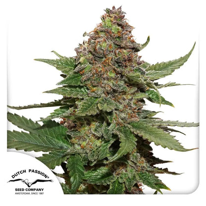 Strawberry Cough von Dutch Passion