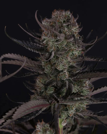 Strawberry Gorilla Auto RF3 von 420 Fast Buds – autoflowering, feminisiert, Erdbeer-Diesel-Aroma