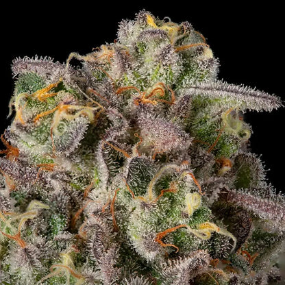 Silent Seeds Sugar Rock Cannabis Samen