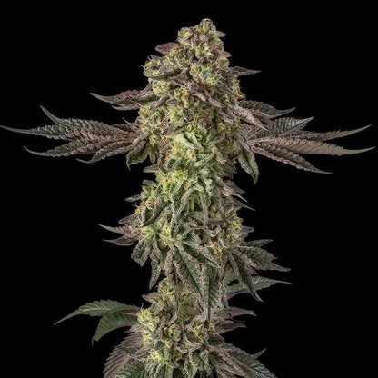 Silent Seeds Sugar Rock Cannabis Samen