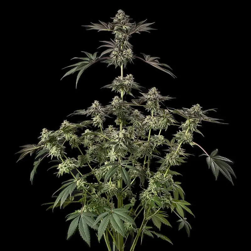 Silent Seeds Sugar Rock Cannabis Samen