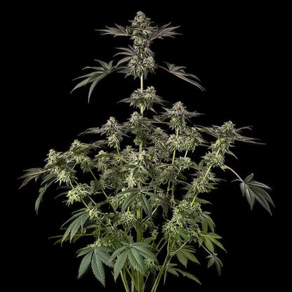 Silent Seeds Sugar Rock Cannabis Samen