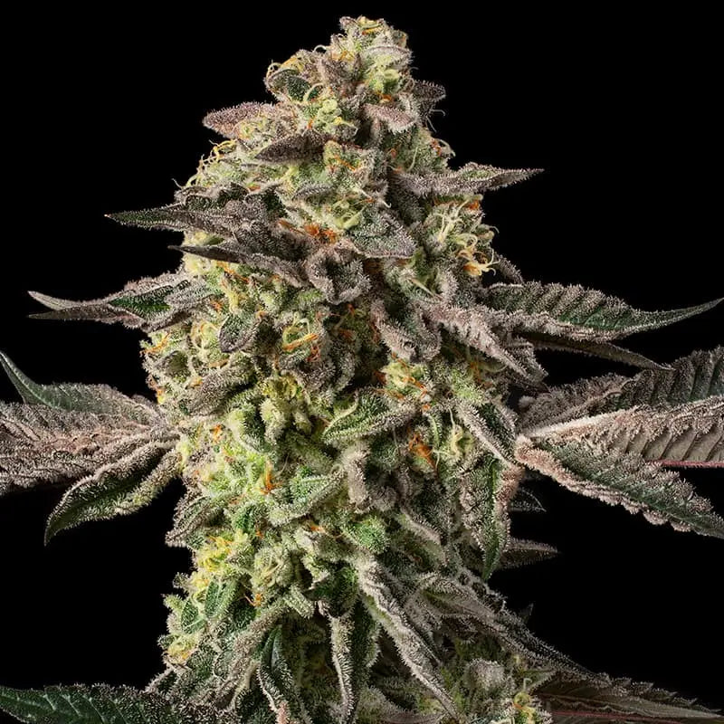 Silent Seeds Sugar Rock Cannabis Samen