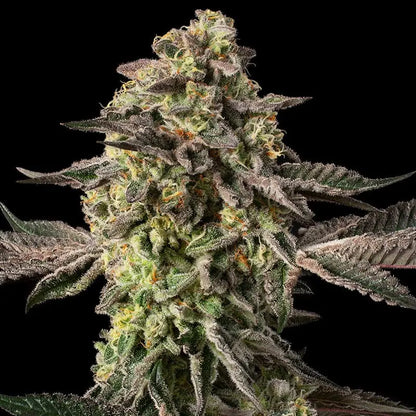 Silent Seeds Sugar Rock Cannabis Samen