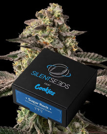 Sugar Rock von Silent Seeds – feminisierte Cannabis Samen