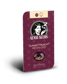 Sunset Peach von Sensi Seeds – Samenpackung, feminisierte Cannabis Samen