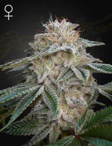 super lemon haze x gmo, greenhouse seeds, cannabis samen