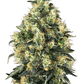 sensi-seeds-super-skunk-auto