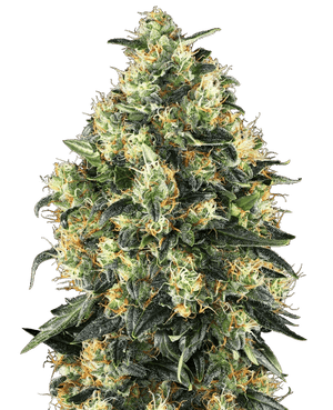 sensi-seeds-super-skunk-auto