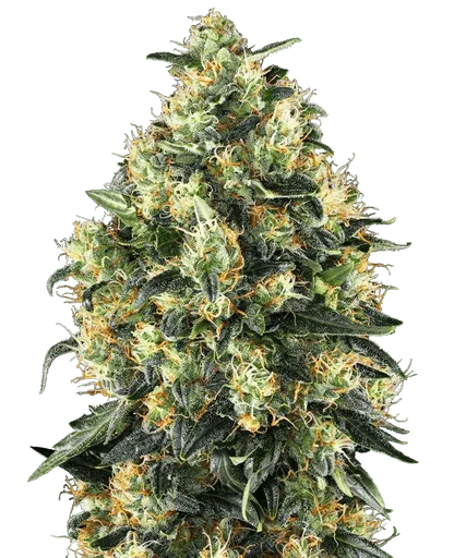 sensi-seeds-super-skunk-auto