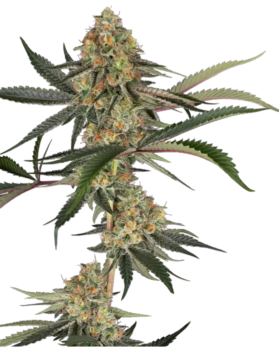 Super Lemon Cherry Cannabispflanze mit hellgrünen, trichomreichen Blüten