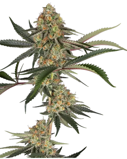 Super Lemon Cherry Cannabispflanze mit hellgrünen, trichomreichen Blüten
