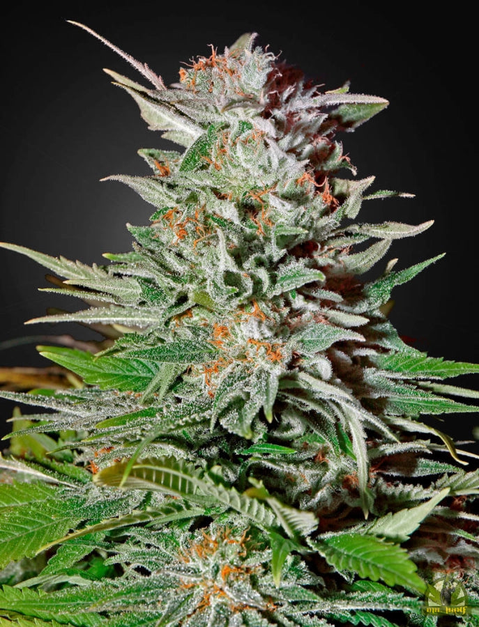 Super Lemon Haze Auto von Green House Seeds