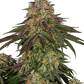 sweet-cherry-kush-sensi-seeds