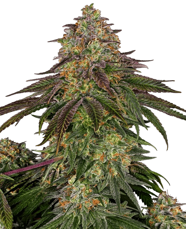 sweet-cherry-kush-sensi-seeds