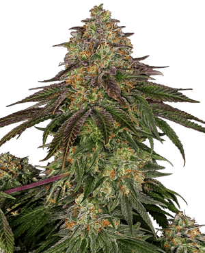 sweet-cherry-kush-sensi-seeds