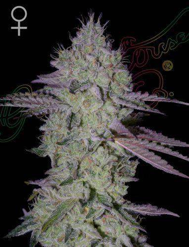tarte tatin cannabis samen von greeenhouse seeds