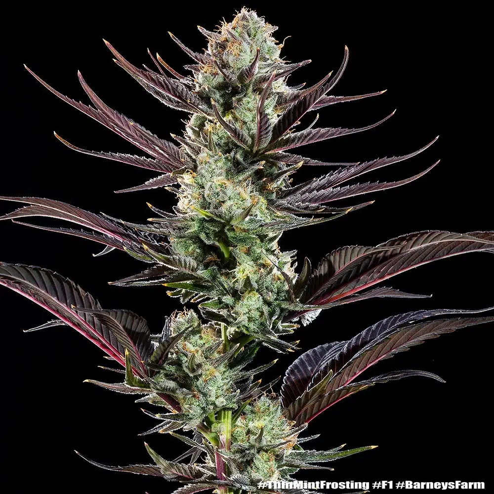 Barney's Farm Thin Mint Frosting Precision Hybrid