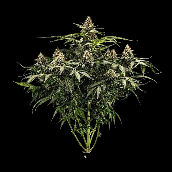 titan-f1-cannabis-samen