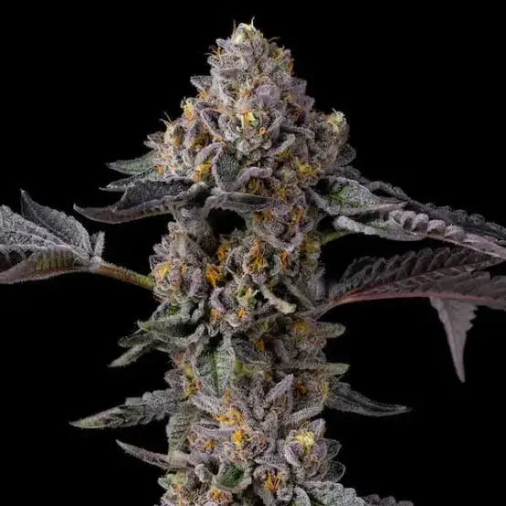 Triple Scoop x Berniehana Butter von Cookies, feminisierte Cannabissamen: violette Blüte mit goldgelben Stempeln und dichtem Trichombesatz.