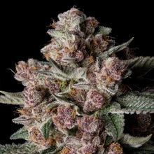 Tropical Jam von Silent Seeds – feminisierte Cannabis Samen