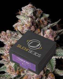 Tropical Jam von Silent Seeds – feminisierte Cannabis Samen