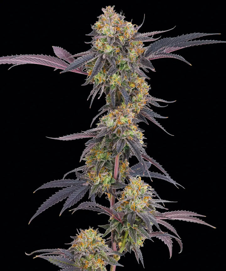 Tropicana Cherry Cannabis Samen von Barneys Farm