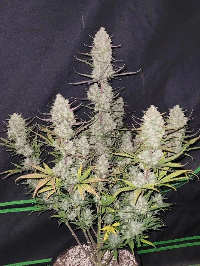 Tropicana Cookies Auto von Fast Buds