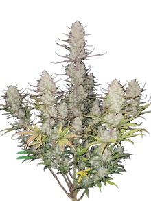 Tropicana Cookies Auto von Fast Buds
