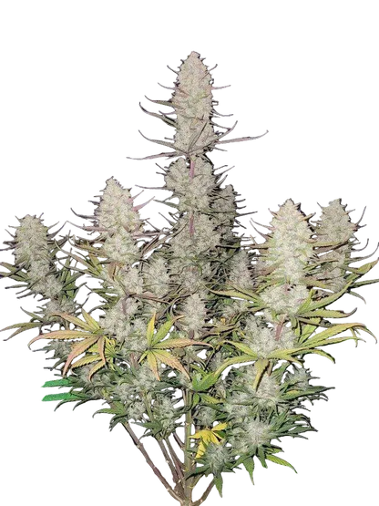 Tropicana Cookies Auto von Fast Buds