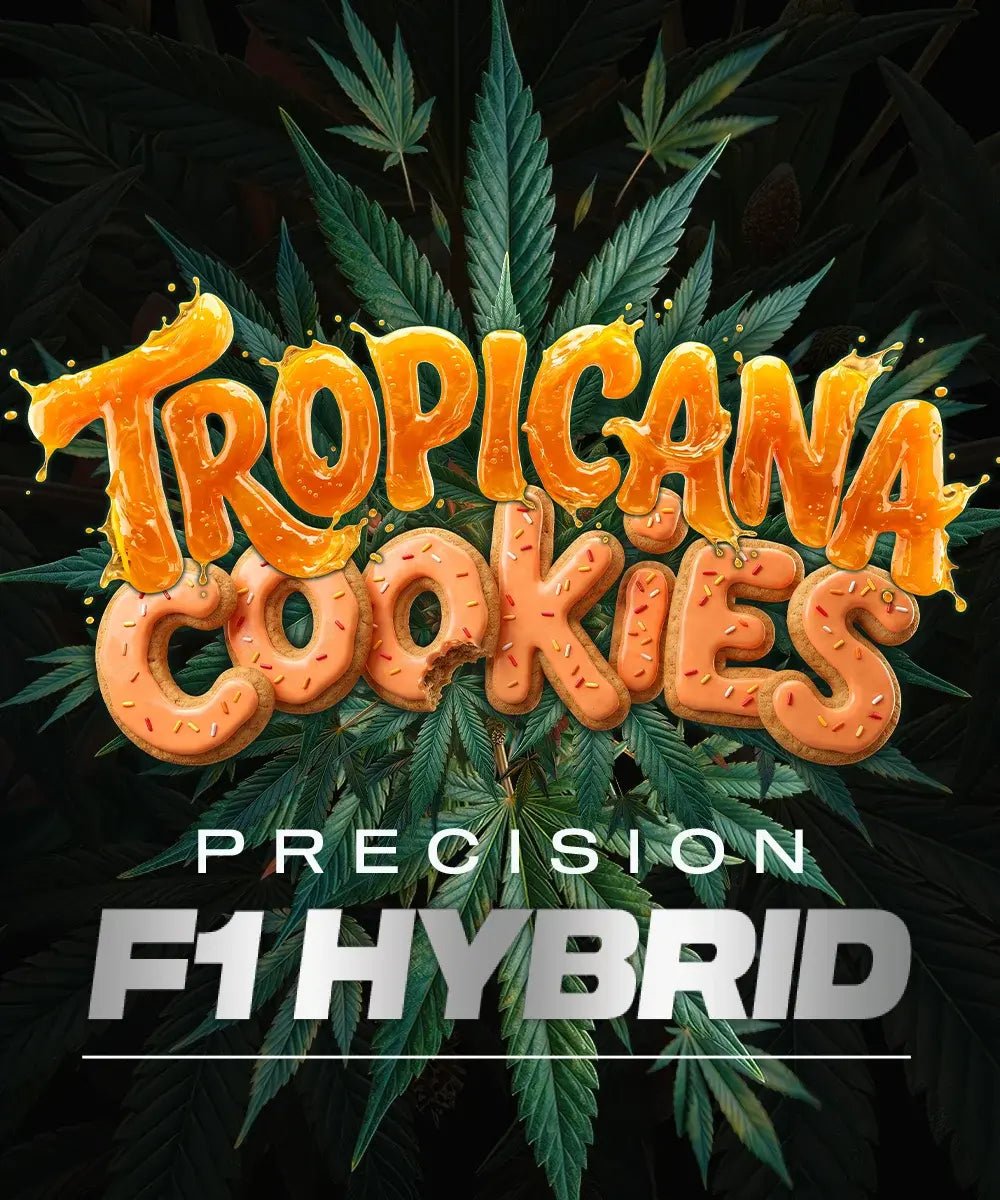 Tropicana Cookies Auto Cannabissamen von Barney's Farm – Autoflower mit Orange-Cookie-Aroma