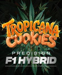 Tropicana Cookies Auto Cannabissamen von Barney's Farm – Autoflower mit Orange-Cookie-Aroma