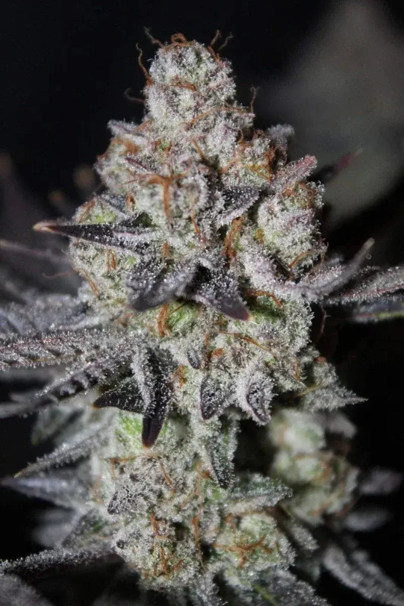 tropicana-cookies-fastbuds