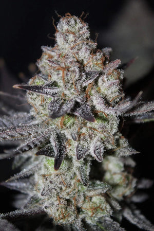tropicana-cookies-fastbuds
