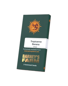 Tropicanna Banana Samen Originalverpackung