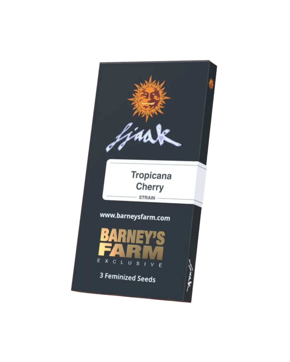 Tropicana Cherry feminisierte Cannabis Samen