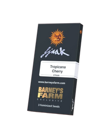 Tropicana Cherry feminisierte Cannabis Samen