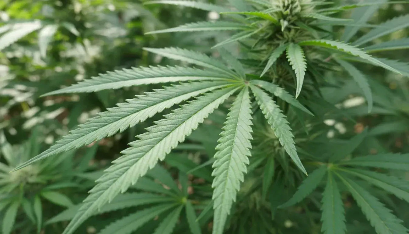 Cannabis Samen und Growshop, Hof Saale