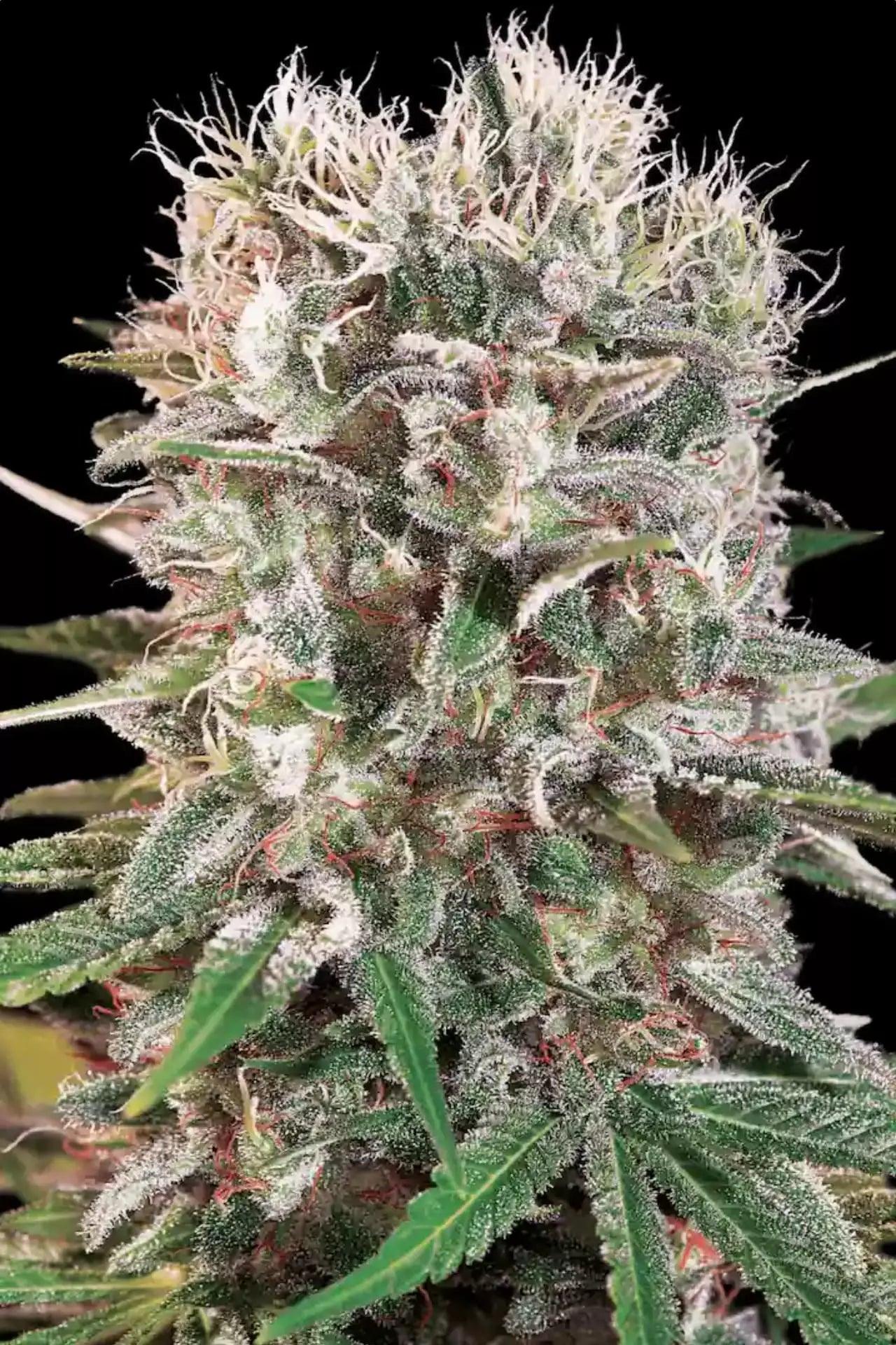 paradise-seeds-wappa