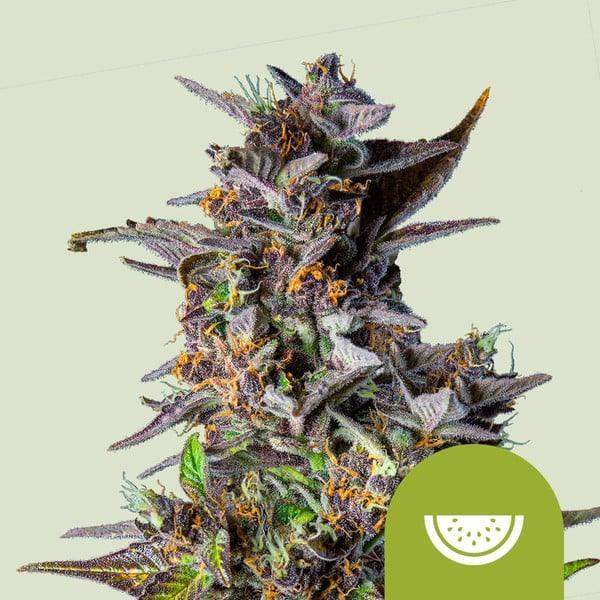 watermelon-auto