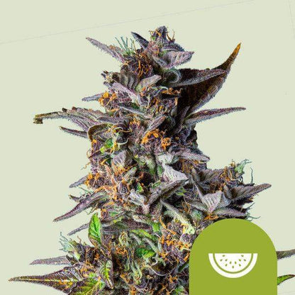 watermelon-auto