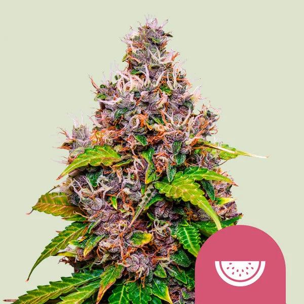 watermelon-royal-queen-seeds